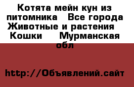 Котята мейн-кун из питомника - Все города Животные и растения » Кошки   . Мурманская обл.